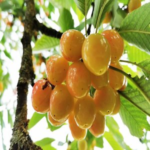 Čerešňa (Prunus avium)  ´Stark Gold´ - skorá, výška 150-160cm, voľnokorenná 